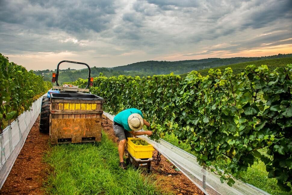 Maryland wine